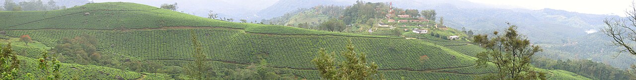 Tea plantations in Munnar