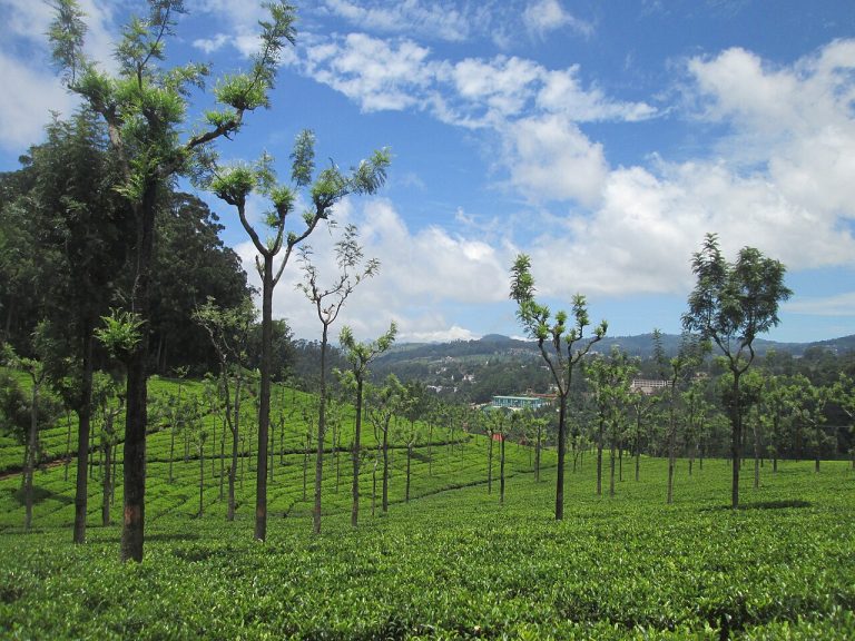 Coonoor: A Travel Guide to the Nilgiris’ Quieter Hill Station
