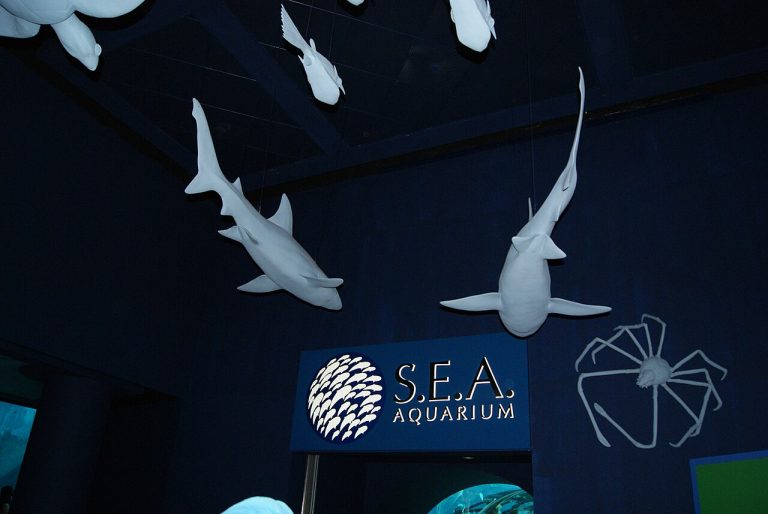 VGP Marine Kingdom, Chennai: Timings, Tickets and What to Expect