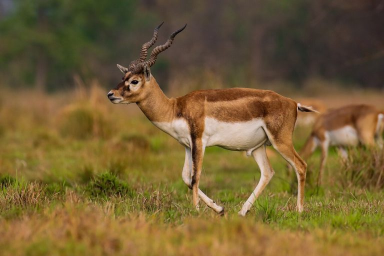 Guindy National Park: Visitor Guide to Chennai’s City Wildlife Park