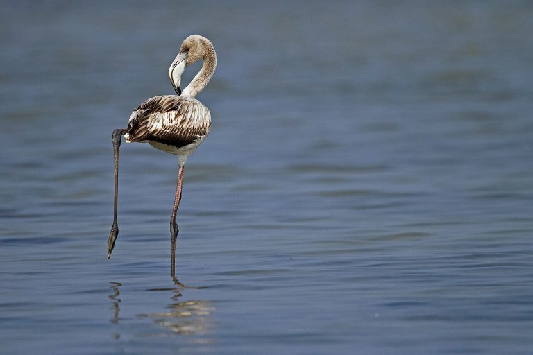 Pulicat Lake: Flamingos, Boat Rides and a Day Trip from Chennai