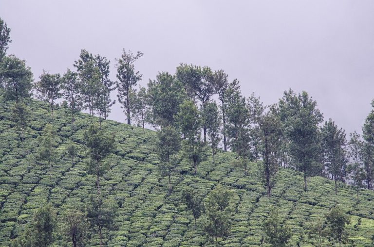 Valparai: A Quiet Tea-Estate Hill Station in the Anamalai Hills