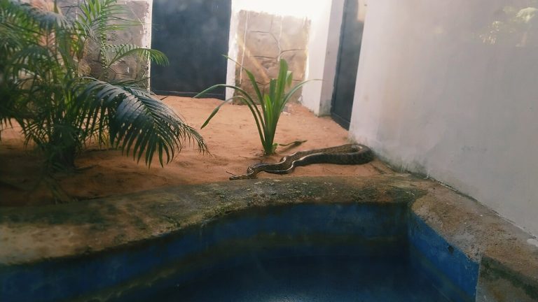 Vandalur Zoo (Arignar Anna Zoological Park): Complete Visitor Guide