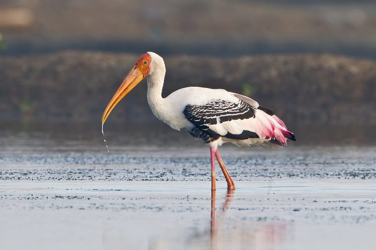 Vedanthangal Bird Sanctuary: A Birdwatching Day Trip from Chennai