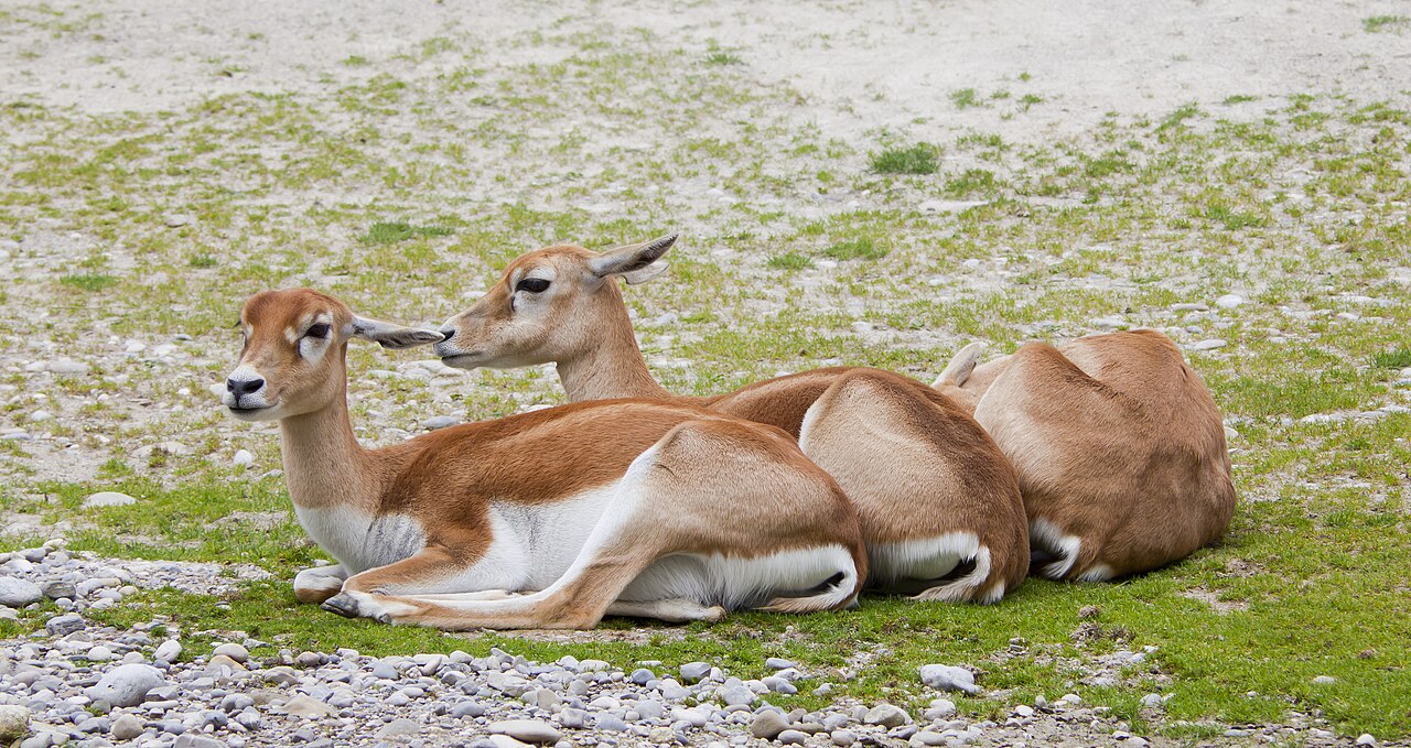 Guindy National Park Chennai