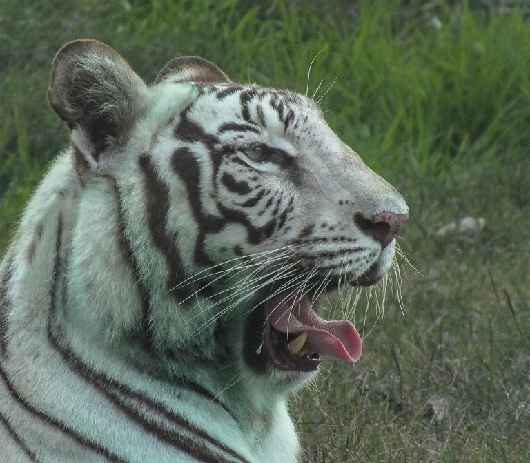 Vandalur Zoo Guide: Timings, Tickets and How to Reach Arignar Anna Zoological Park