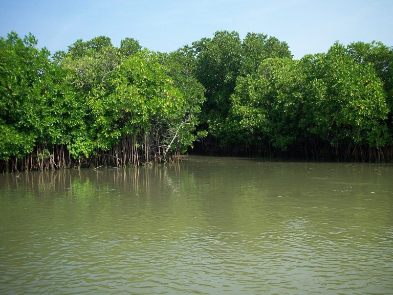 Pichavaram Mangrove Forest: Boat Rides, Timings and How to Reach It
